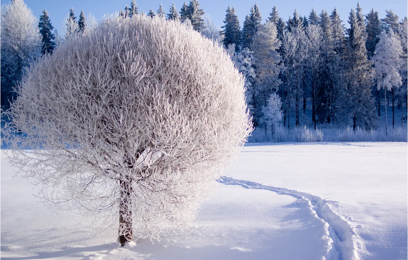 Фото обои зима, иней, лес, снег, природа, дерево