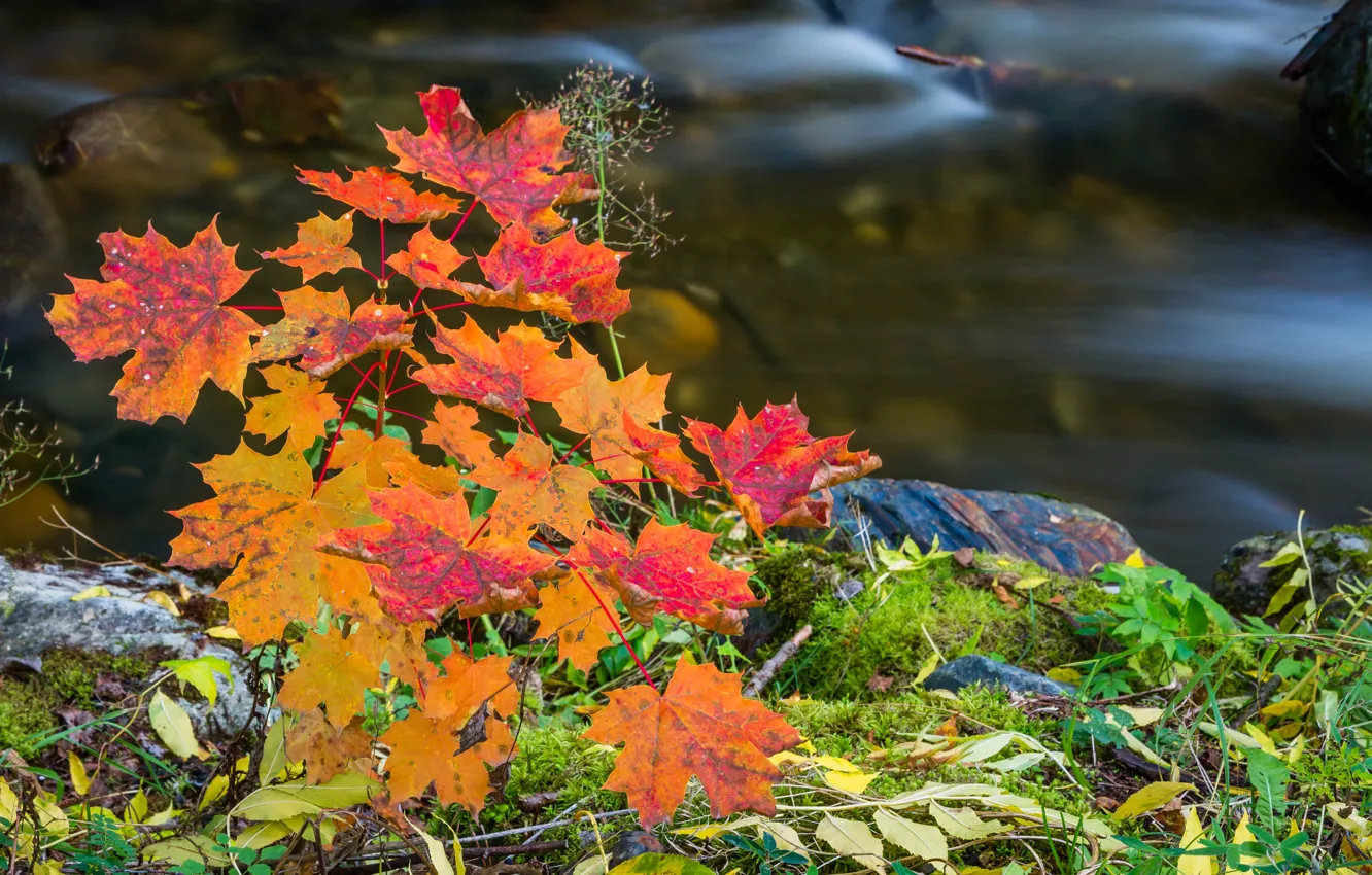 Фото обои осень, листья, камни, речка, краски осени