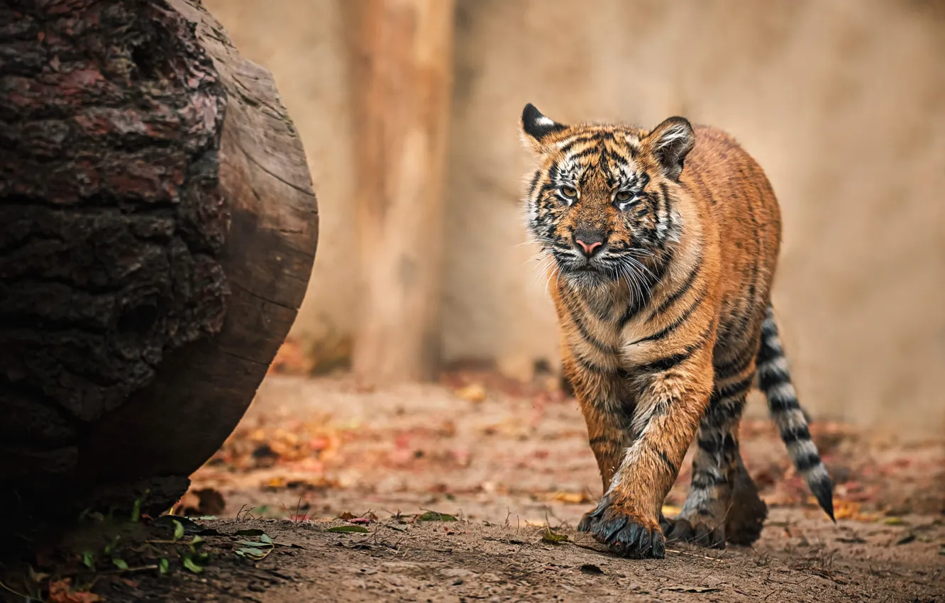 Фото обои тигр, фон, прогулка, бревно, тигренок, тигрёнок