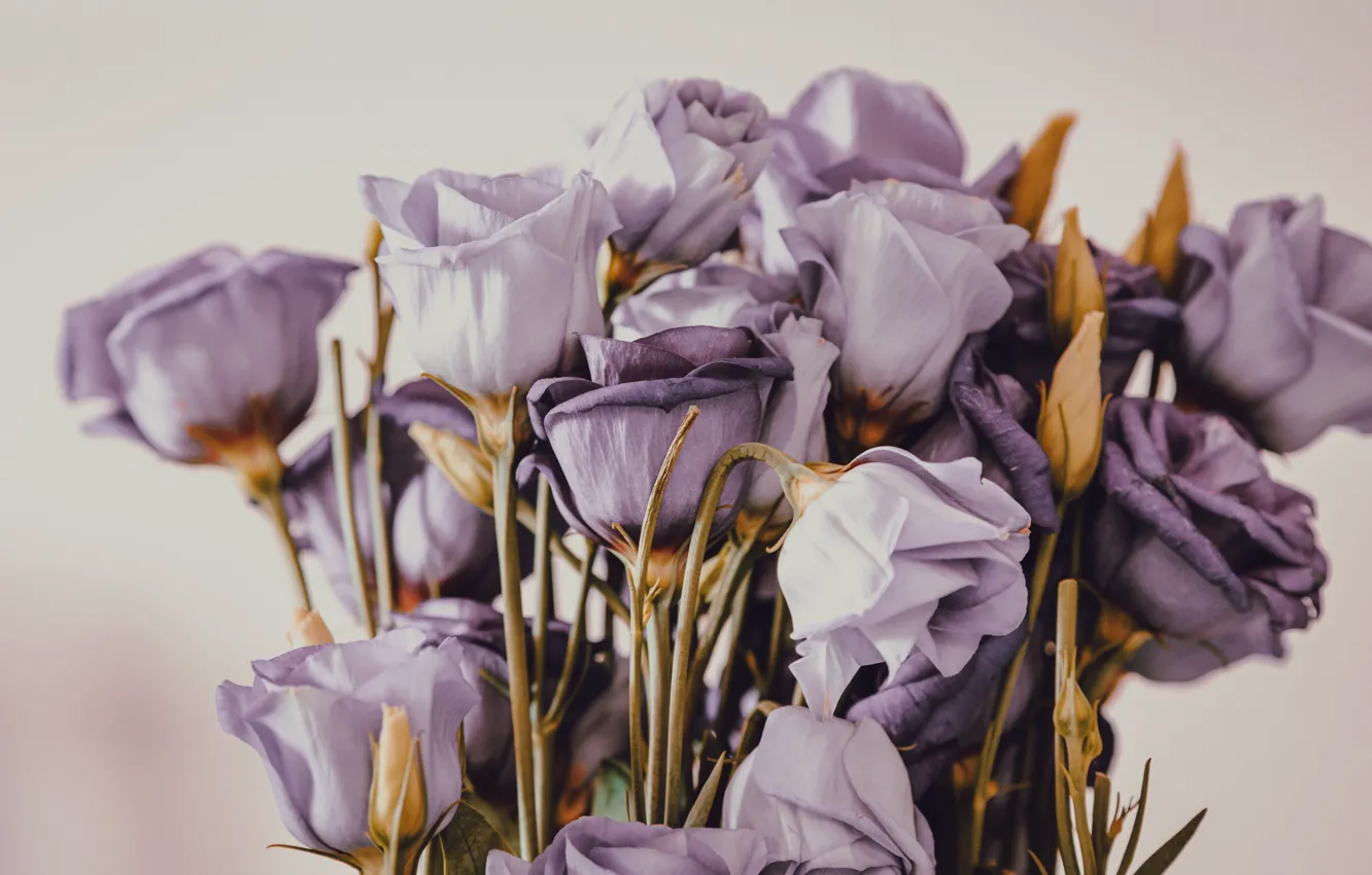 Фото обои цветы, фон, букет, фиолетовые, бутоны, сиреневые, эустома