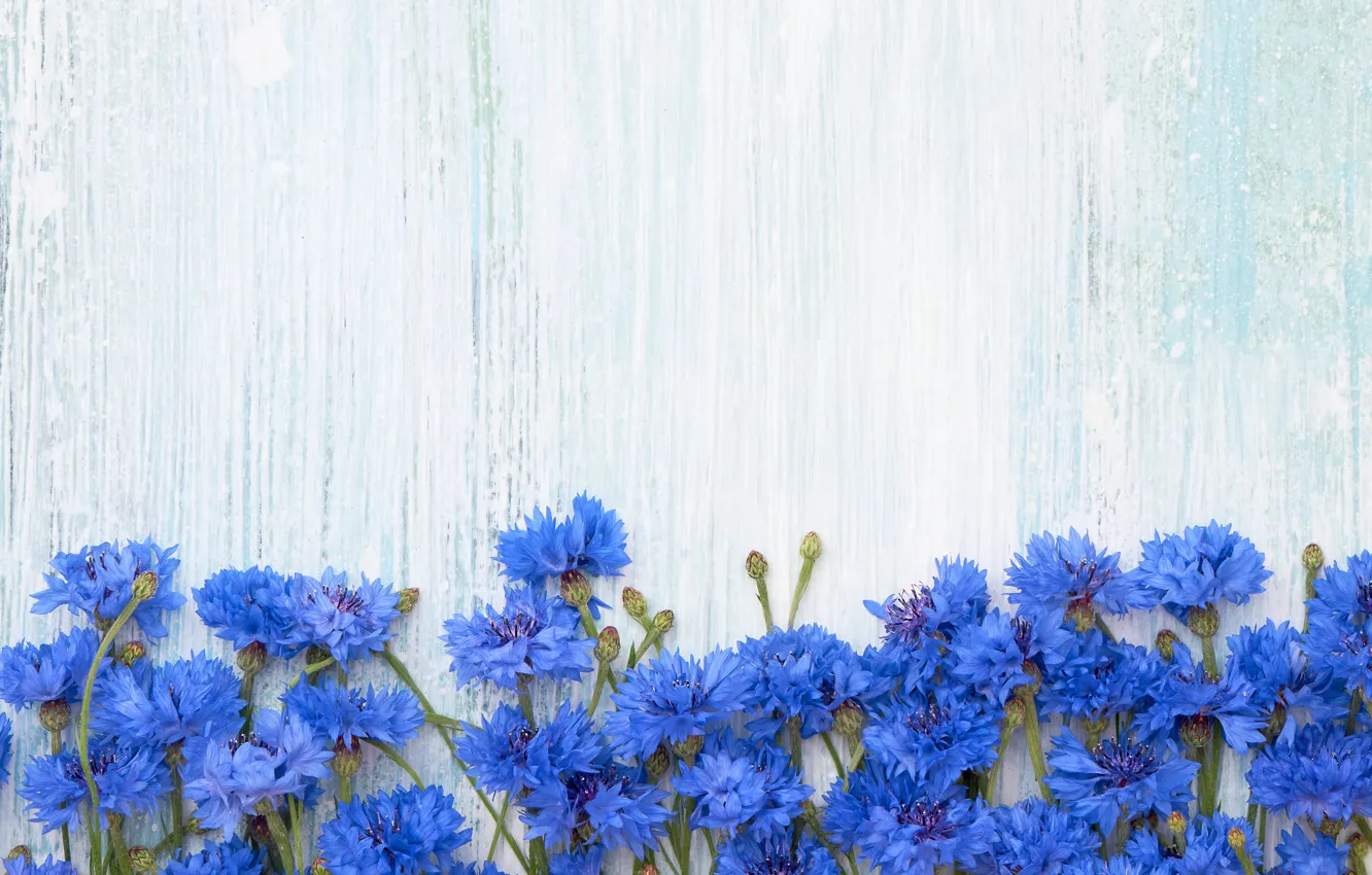 Фото обои цветы, фон, синие, васильки