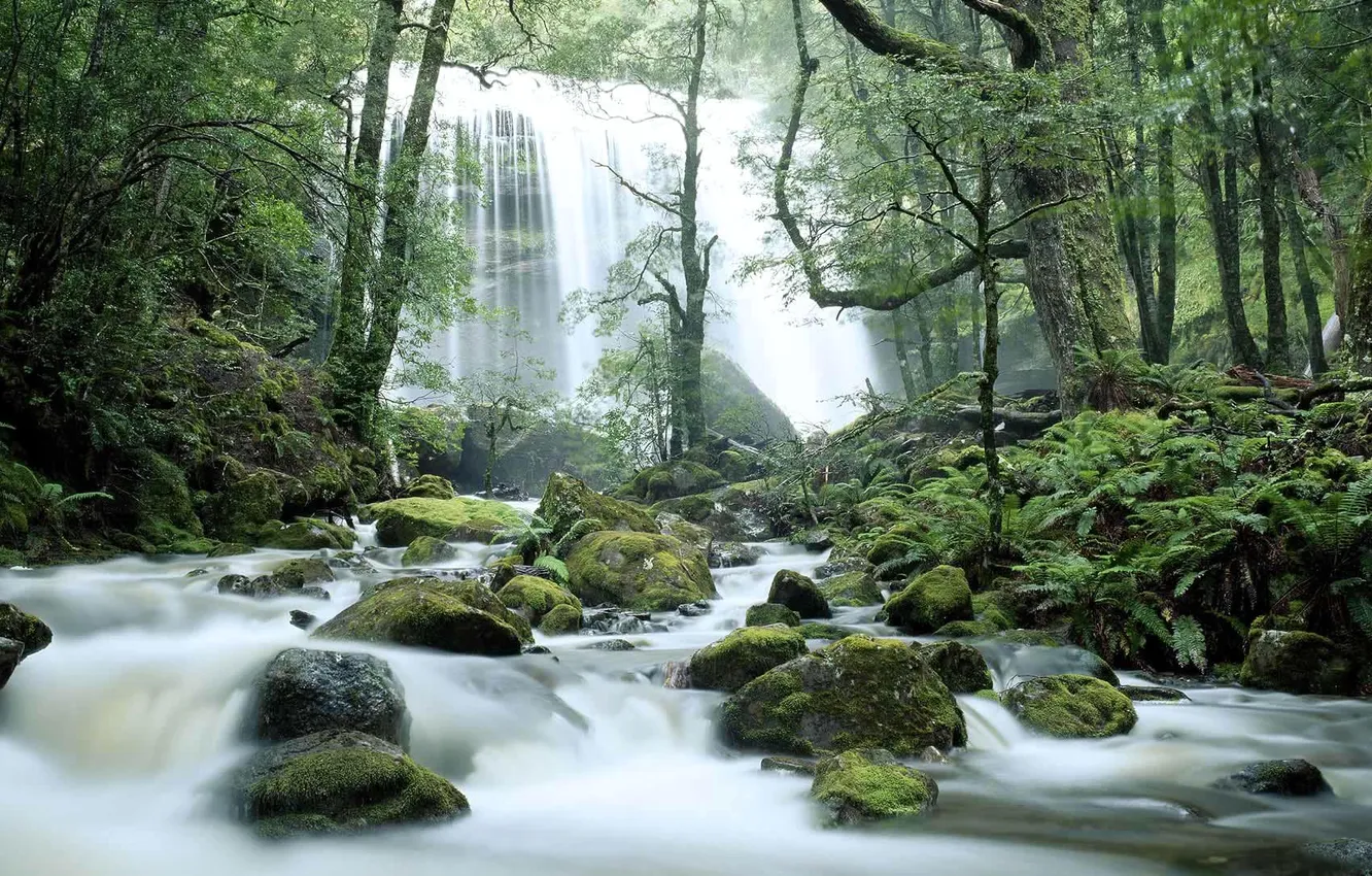 Фото обои лес, деревья, река, камни, водопад, поток, Австралия, Тасмания