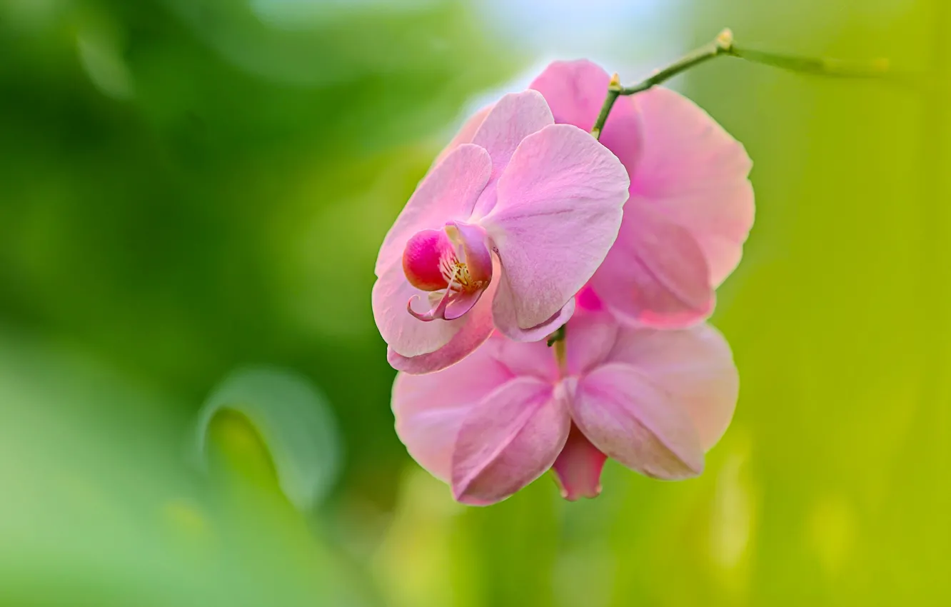 Фото обои макро, фон, орхидея, боке, Фаленопсис