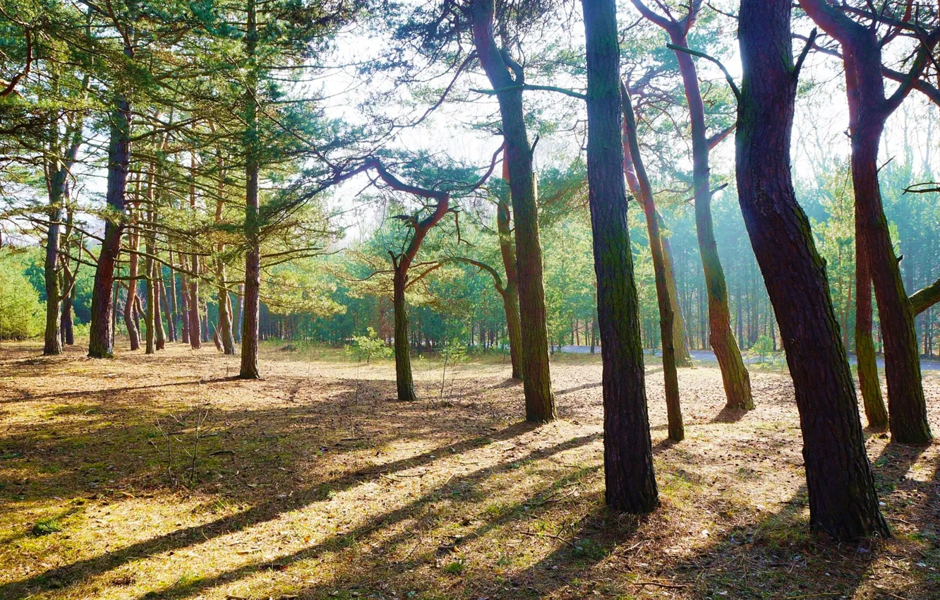 Фото обои forest, park, tree