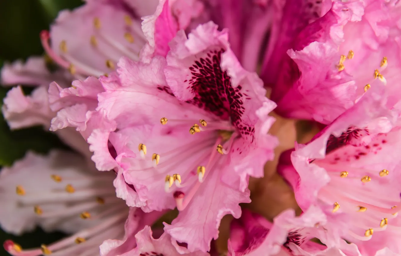 Фото обои макро, цветы, крупный план, лепестки, тычинки, розовые, соцветия, пятнистые