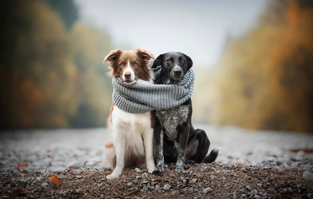 Фото обои осень, собаки, галька, уют, камни, тепло, вместе, берег