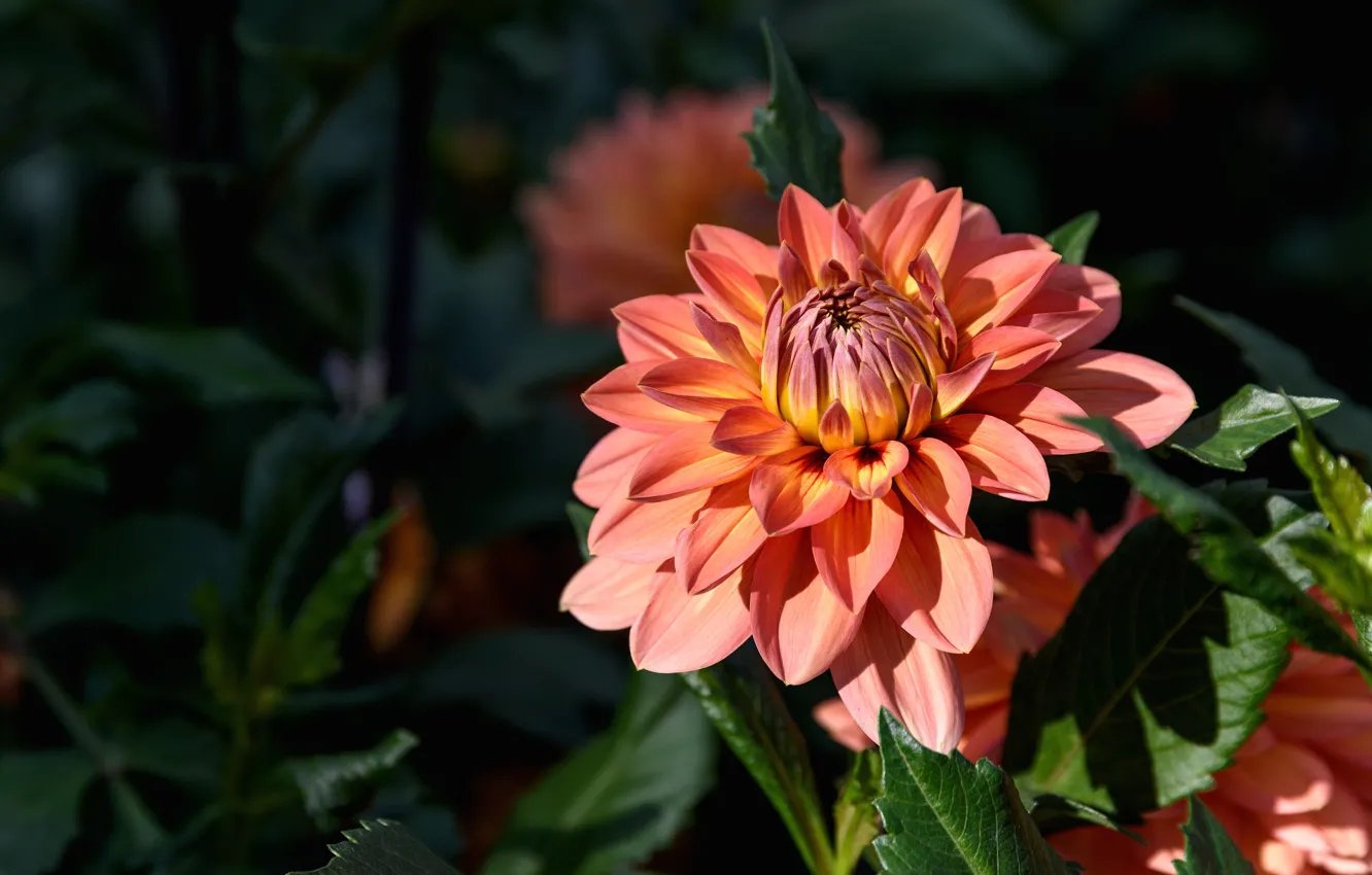 Фото обои цветок, листья, свет, цветы, темный фон, оранжевая, сад, георгина