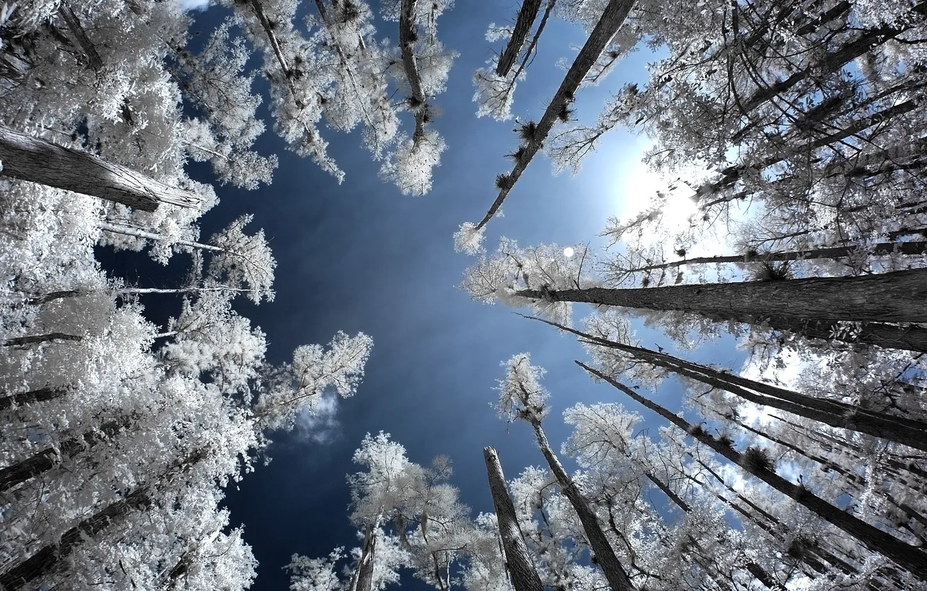 Фото обои иней, лес, небо, деревья, Infrared