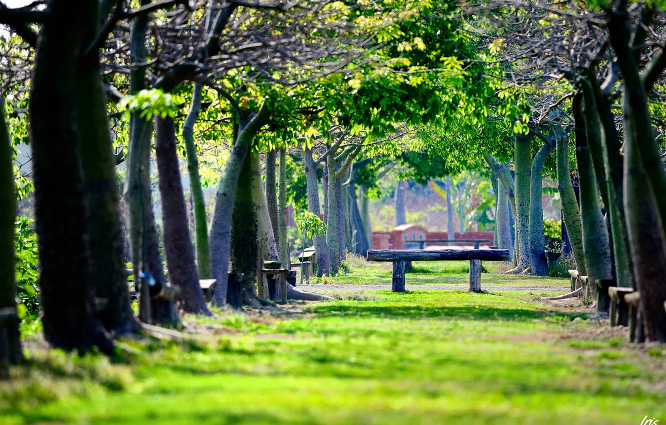 Фото обои зелень, парк, скамейки, лавочки