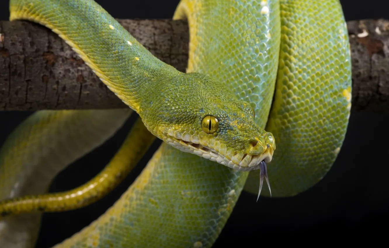 Фото обои язык, глаза, змея, чешуя, зеленая