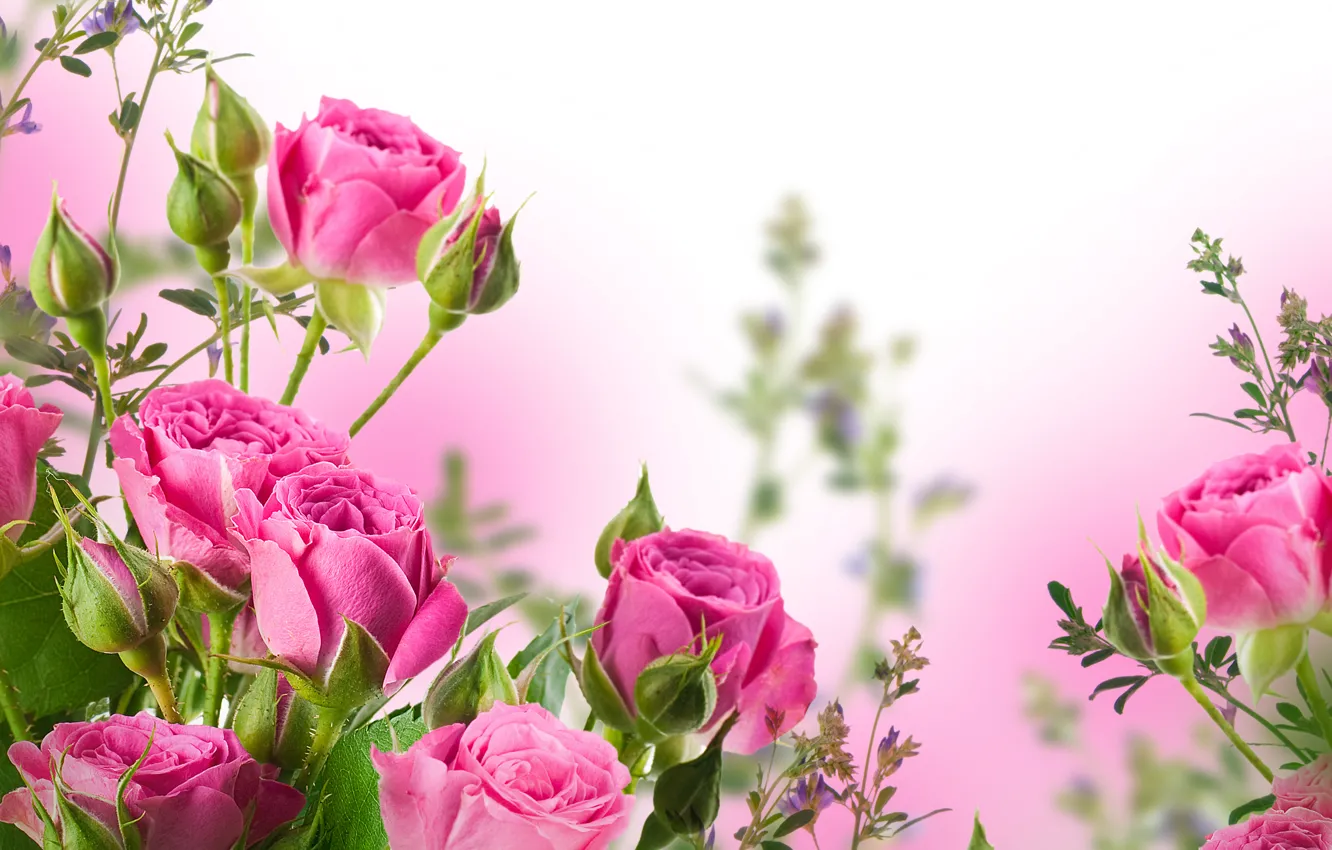 Фото обои цветы, букет, лепестки, бутоны, розовые розы