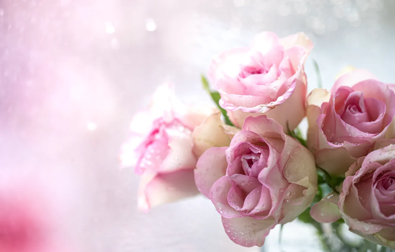 Фото обои фон, розы, букет, розовые, Karina Klachuk