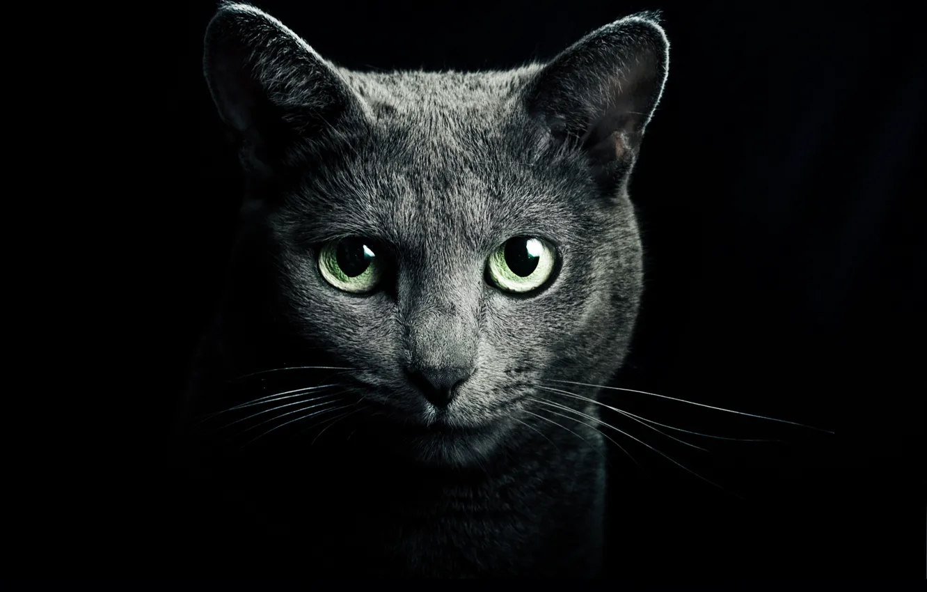 Фото обои кошка, глаза, кот, взгляд, серый, зеленые, черный фон, голубая