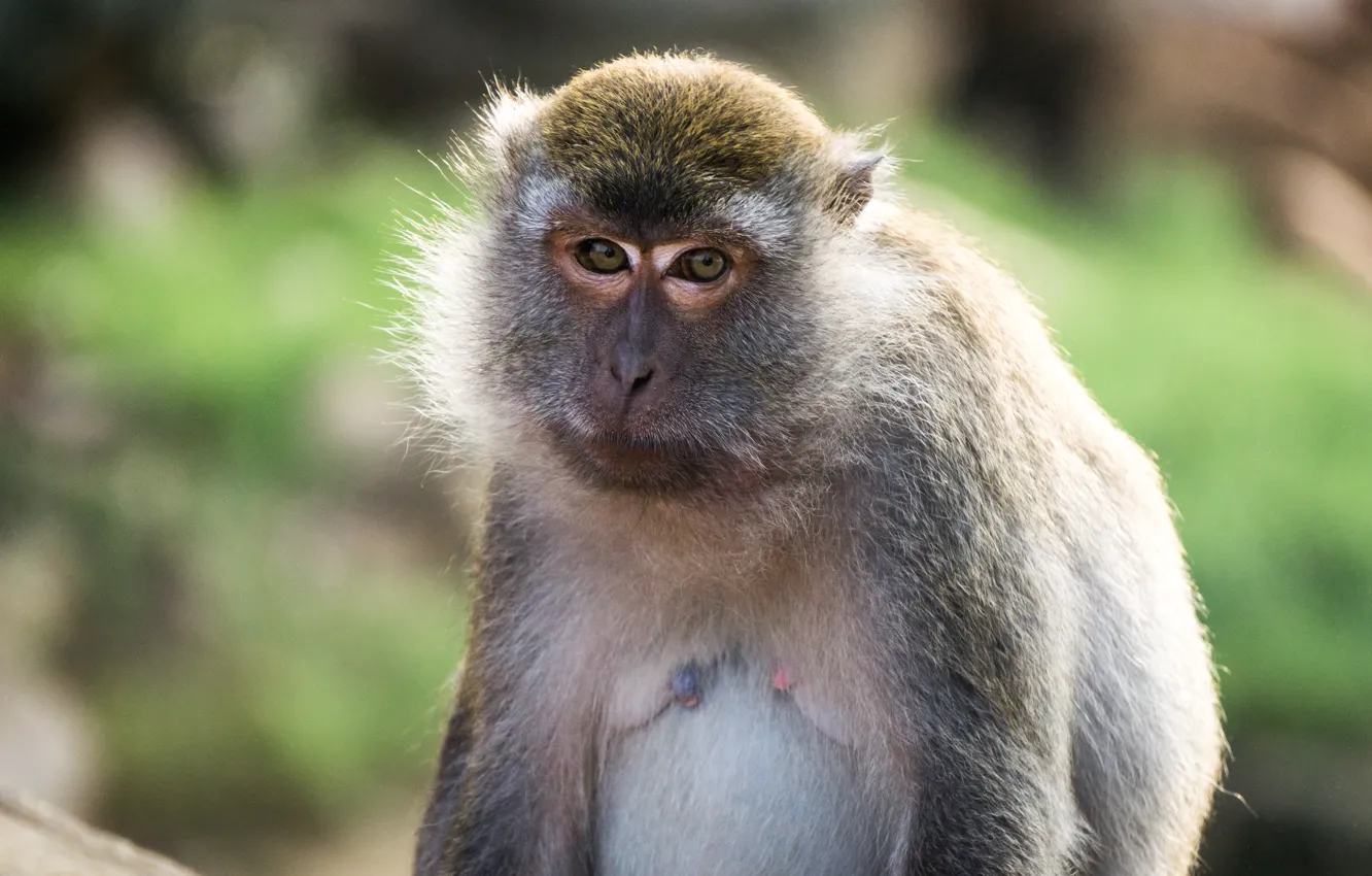 Фото обои monkey, animal, portrait, mammal, malaysia, kuantan