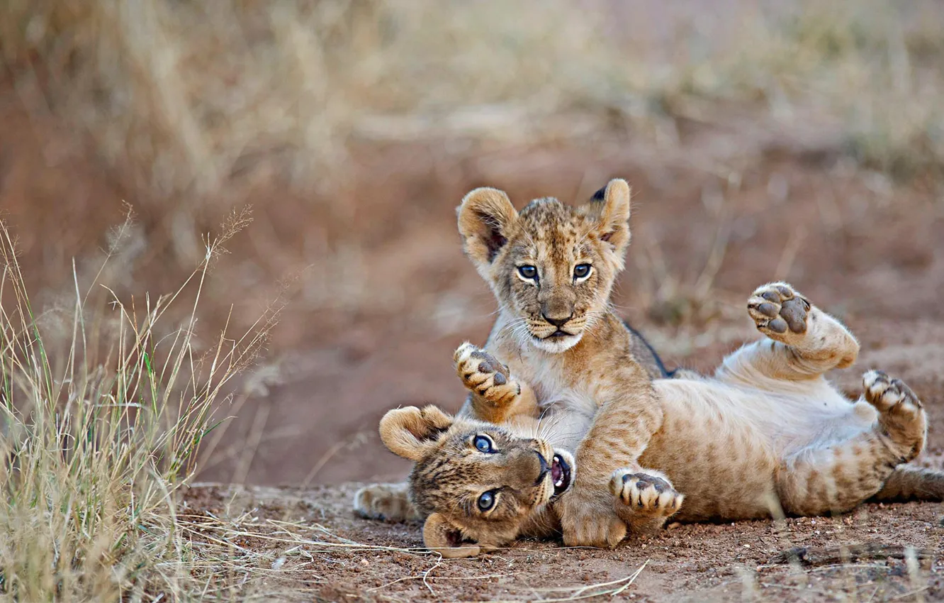 Фото обои кошка, лев, Африка, львенок, Кения, Национальный заповедник Самбуру