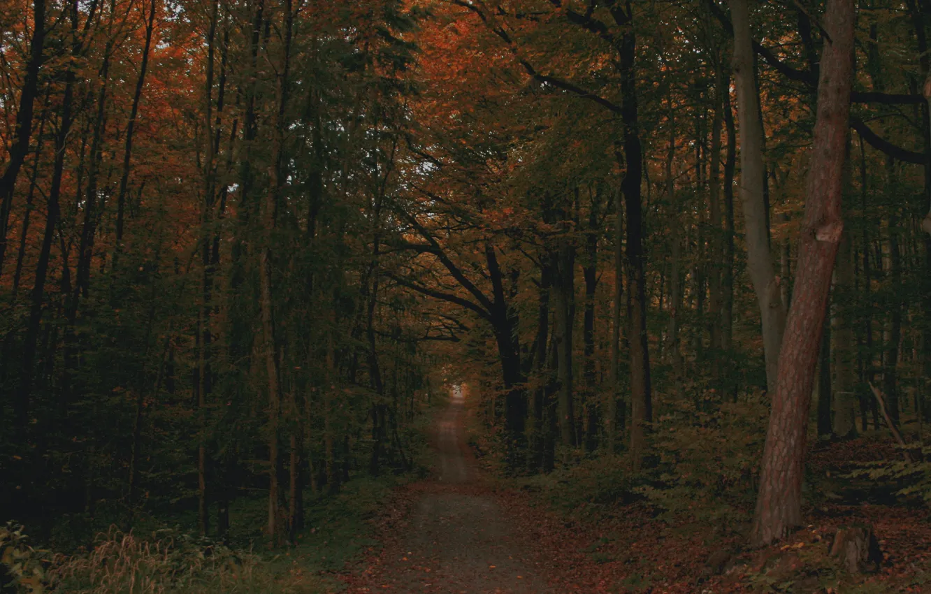 Фото обои дорога, осень, лес, листья, деревья, природа