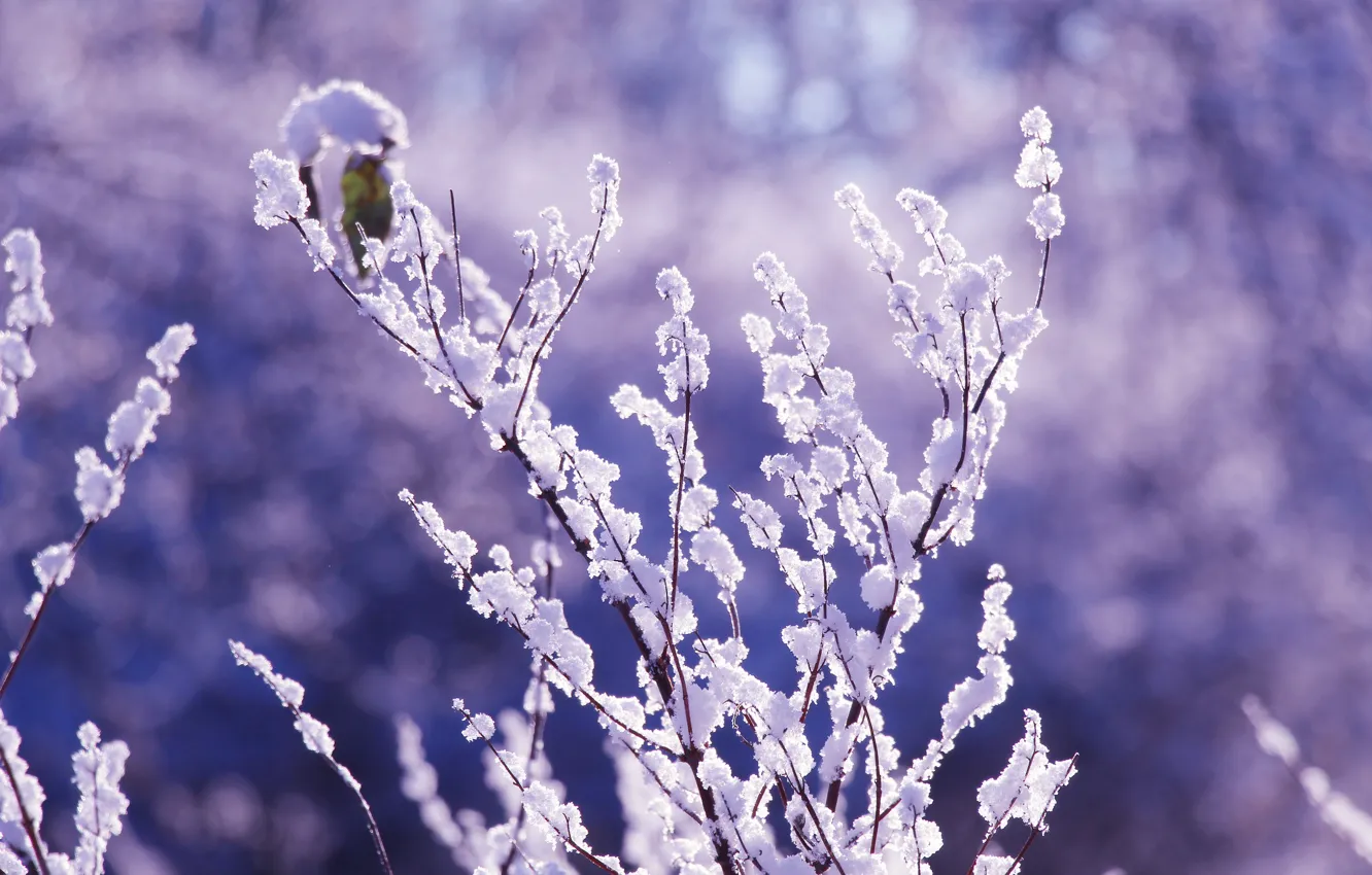 Фото обои winter, snow, twig