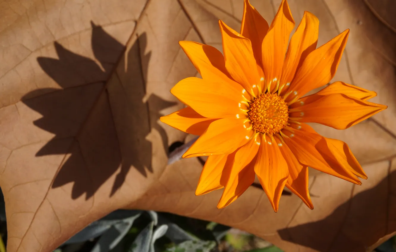 Фото обои осень, цветок, лист, краски, лепестки