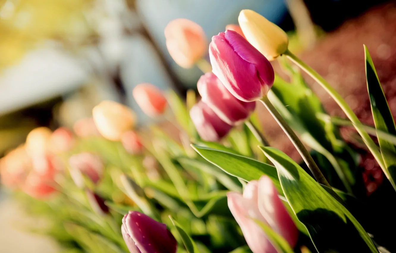 Фото обои макро, цветы, тюльпаны, tulips