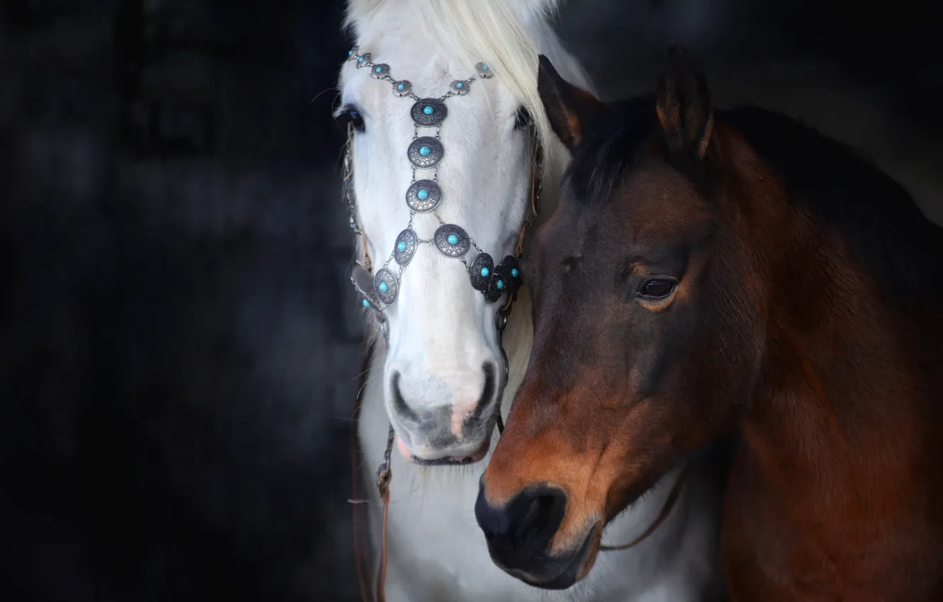 Фото обои белый, взгляд, темный фон, конь, лошадь, две, кони, портрет