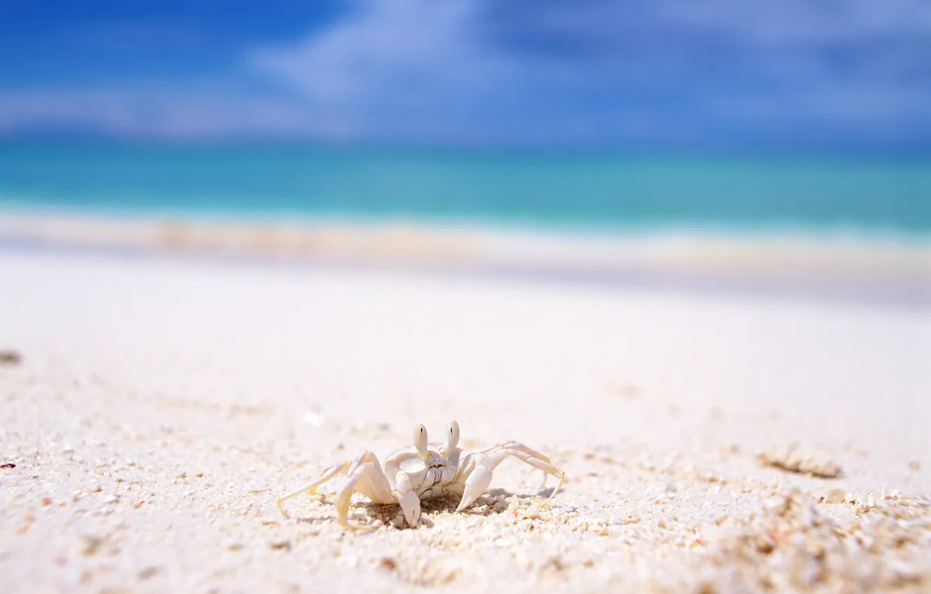 Фото обои песок, море, лето, отдых, краб