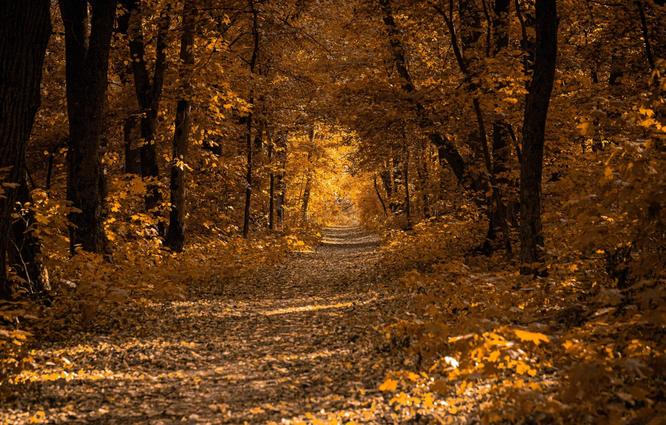 Фото обои дорога, осень, лес, листья, деревья, парк, аллея