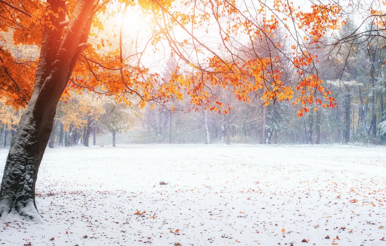 Фото обои снег, Природа, Зима, Осень, Деревья