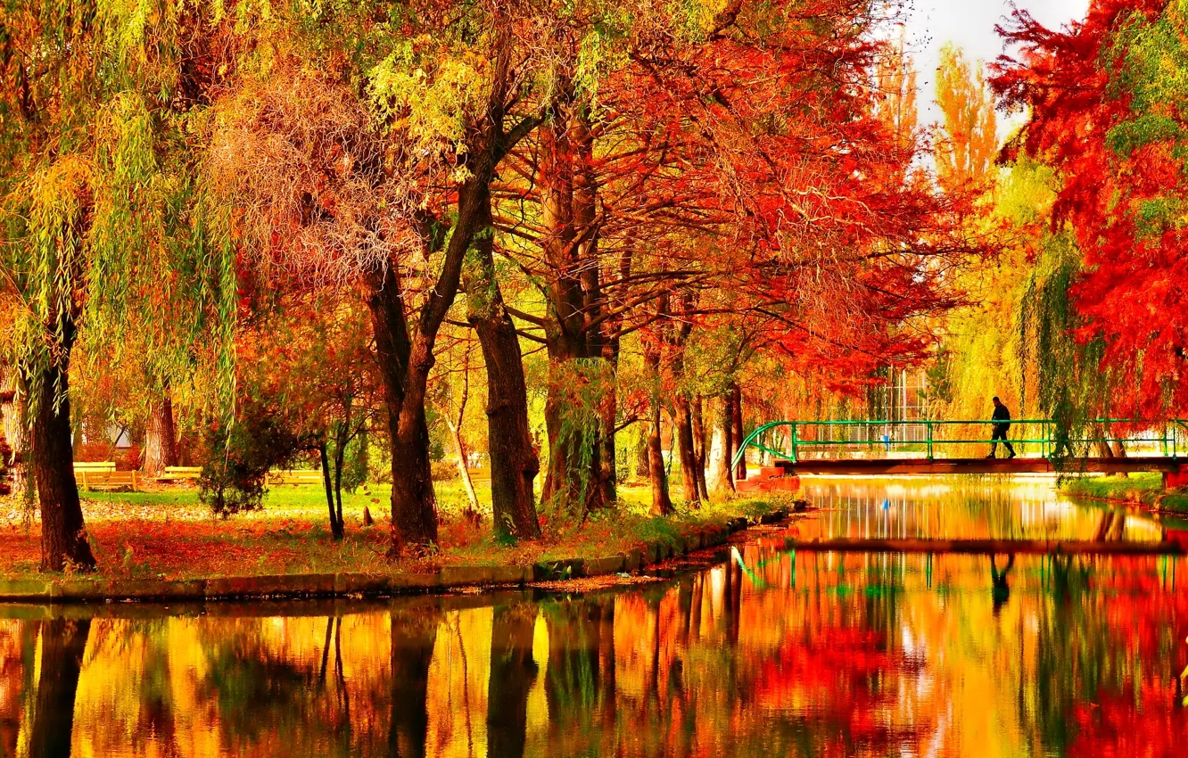 Фото обои осень, деревья, мост, пруд, парк