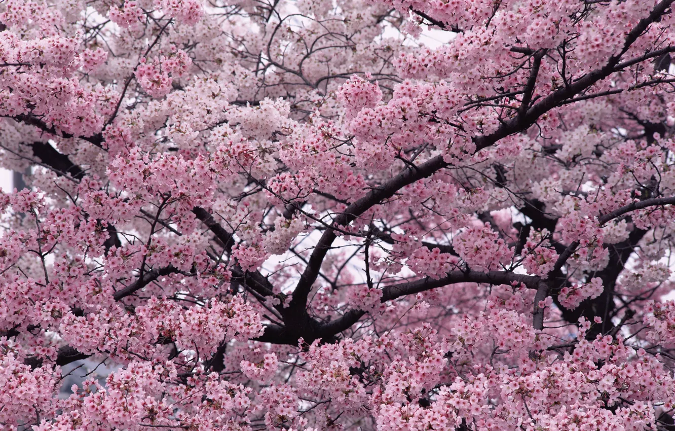 Фото обои ветки, природа, вишня, дерево, розовый, весна, сад