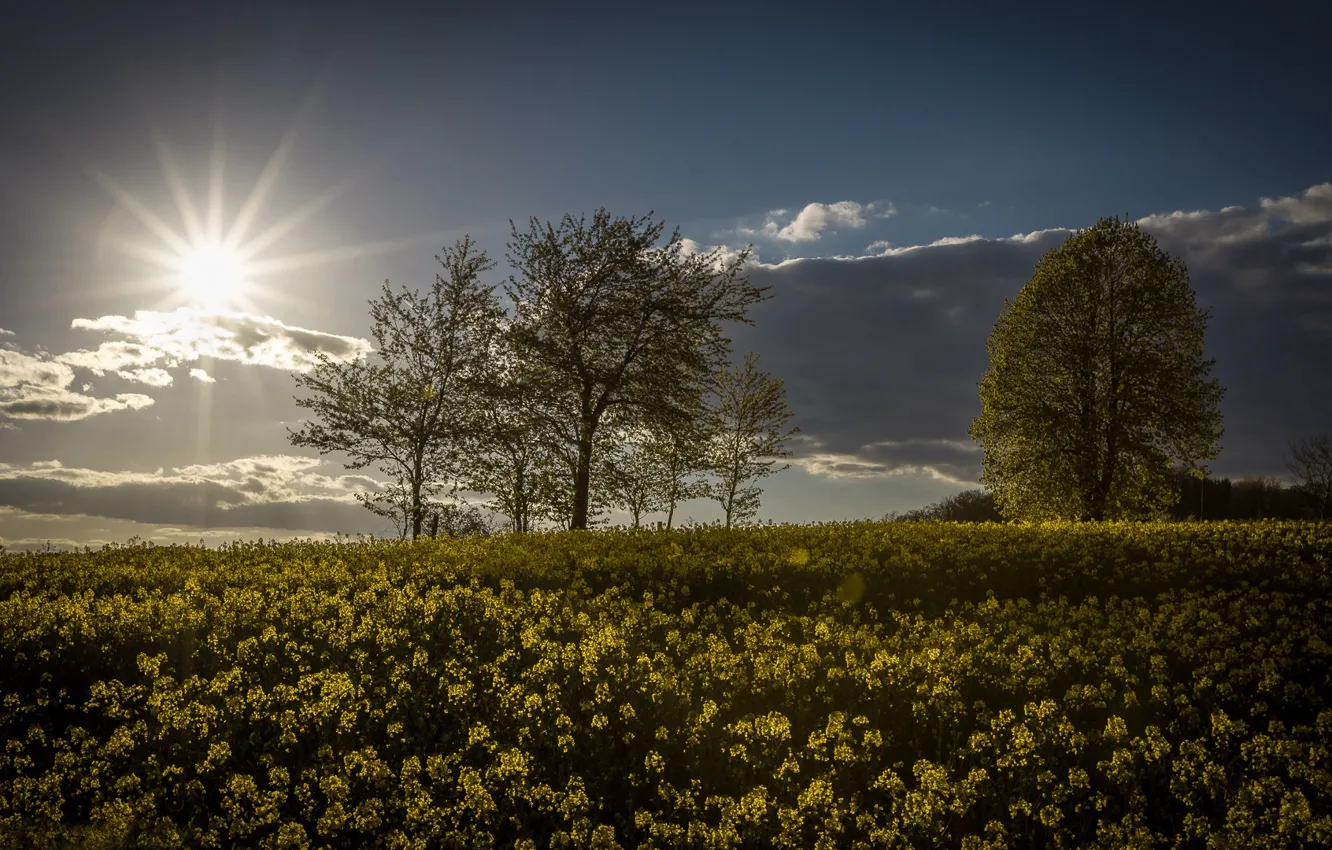 Фото обои поле, солнце, деревья, Германия, рапс, рапсовое поле