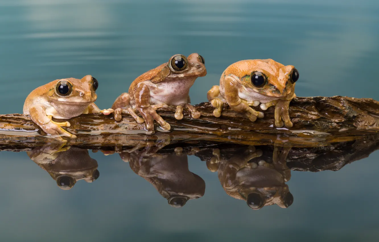 Фото обои water, three, amphibian, Trachycephalus resinifictrix