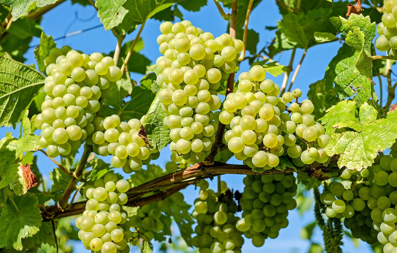 Фото обои листва, виноград, виноградник, leaves, grapes, грозди, the vineyard