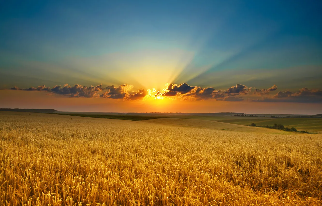 Фото обои поле, солнце, облака, лучи, закат, природа, золото, рассвет