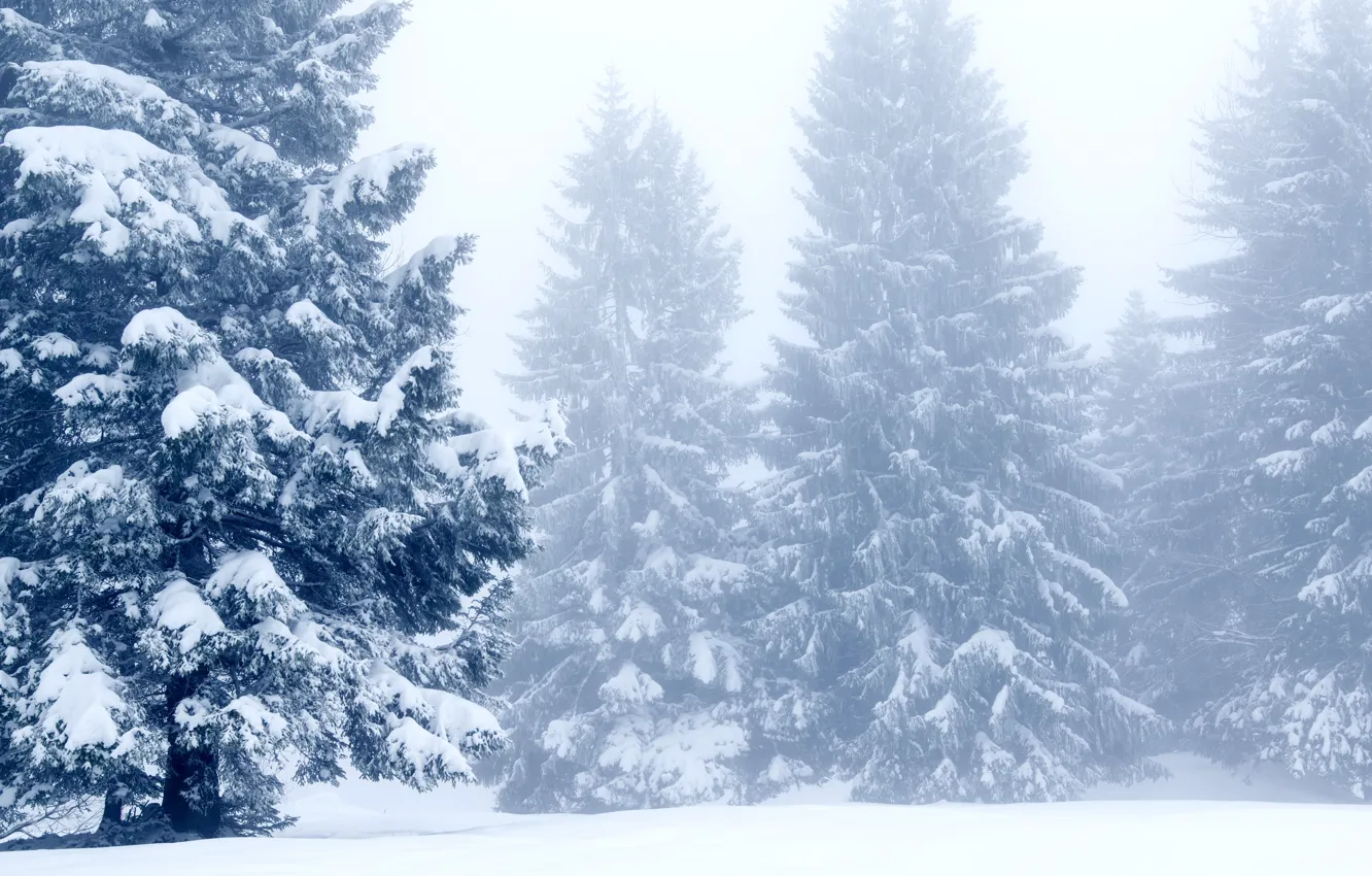 Фото обои зима, снег, деревья, пейзаж, зимний, елки, landscape, nature