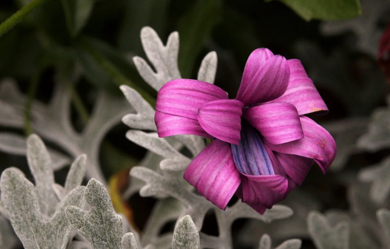Фото обои flower, nature, beautiful, Curlsby Candy