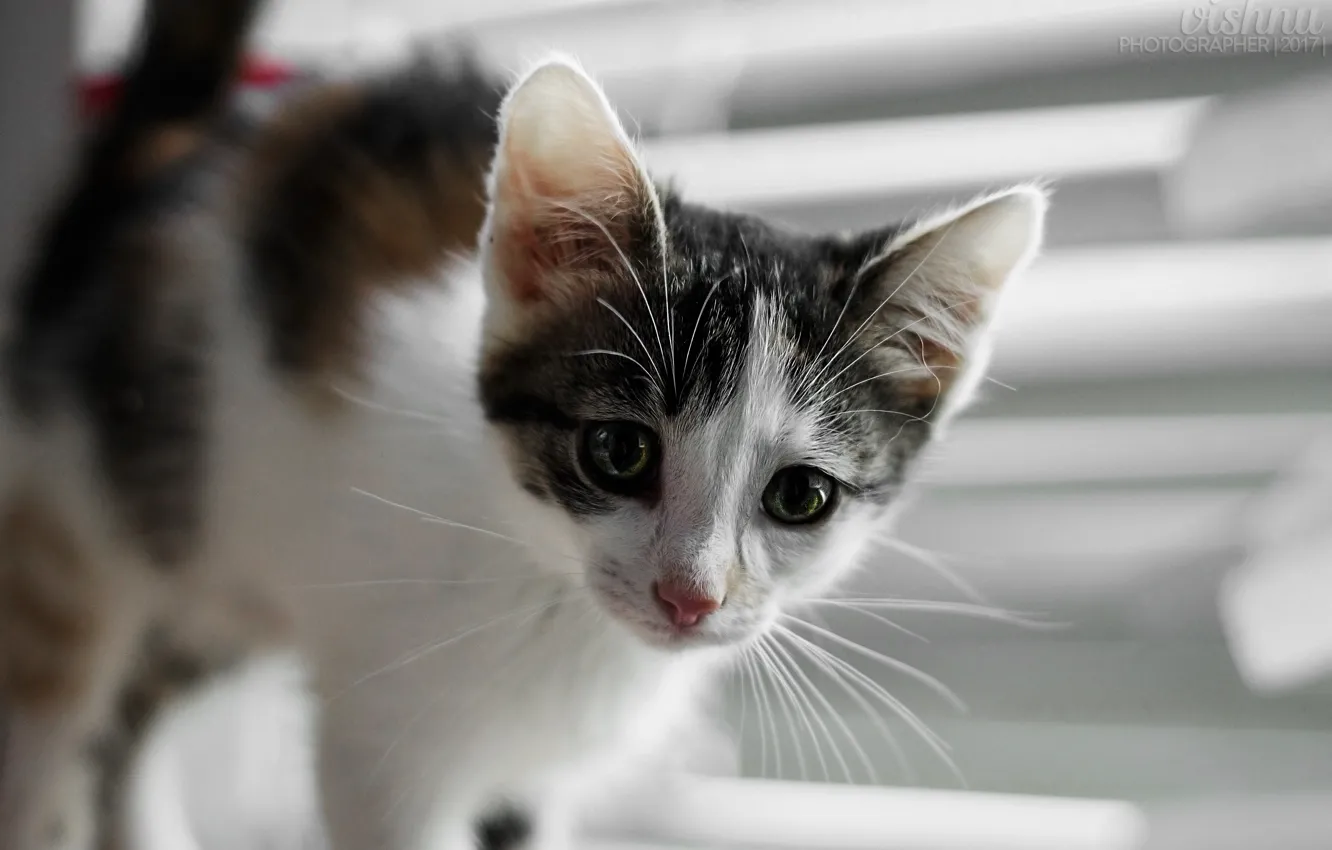 Фото обои кошка, глаза, кот, взгляд, котенок, котик, окно, котэ
