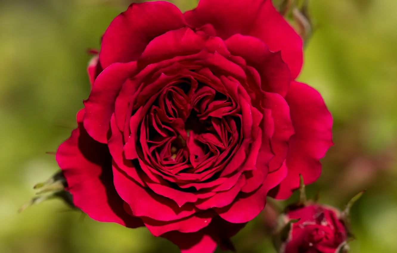 Фото обои макро, фон, роза, лепестки, красная роза, бутоны