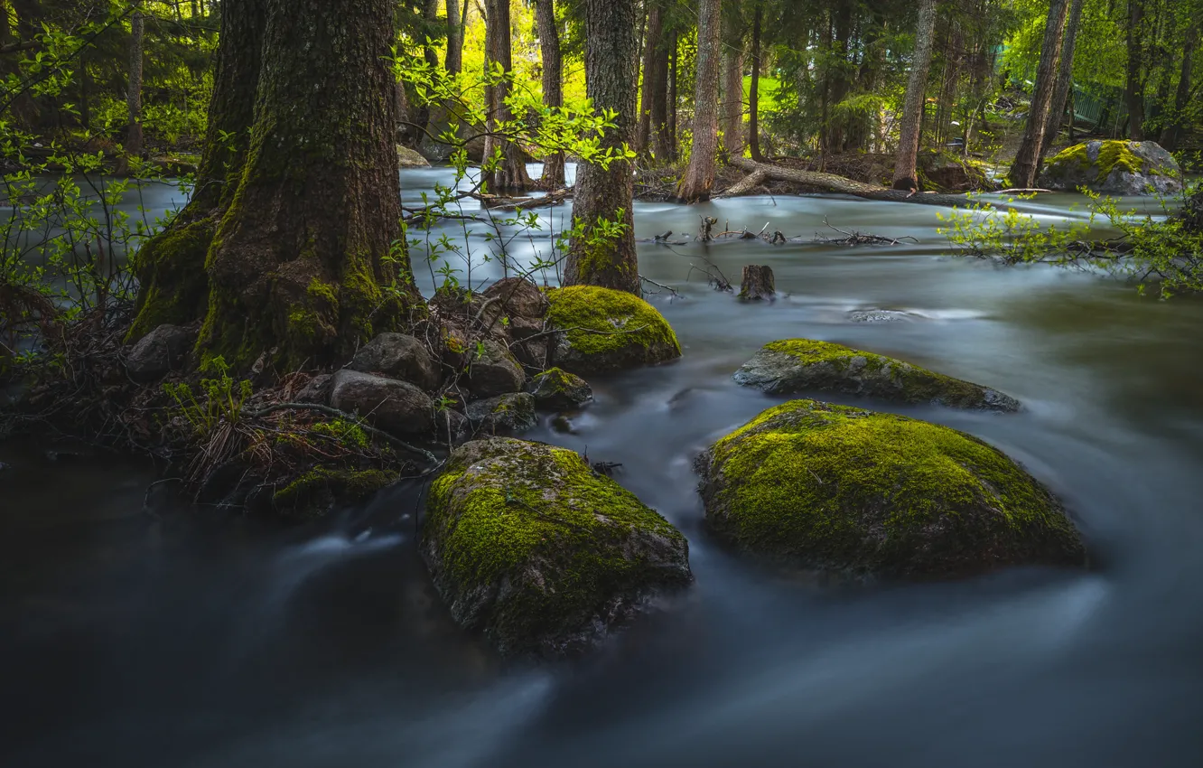 Фото обои лес, деревья, река, камни, мох, поток