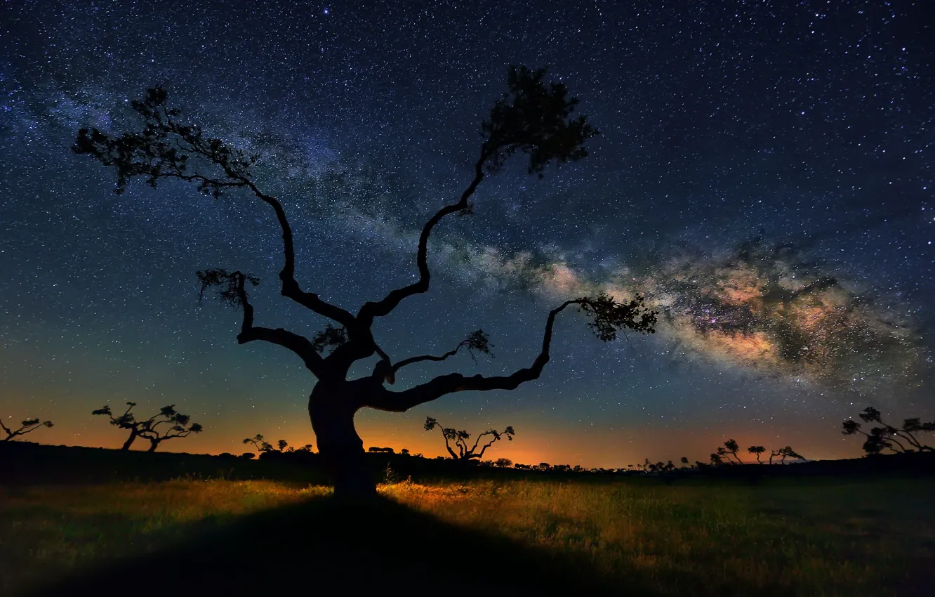 Фото обои небо, звезды, дерево, Млечный путь, sky, stars, tree, milky way