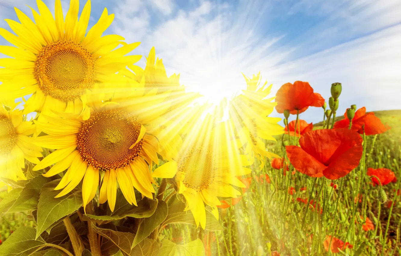 Фото обои поле, подсолнухи, цветы, природа, маки, полевые, солнечные лучи