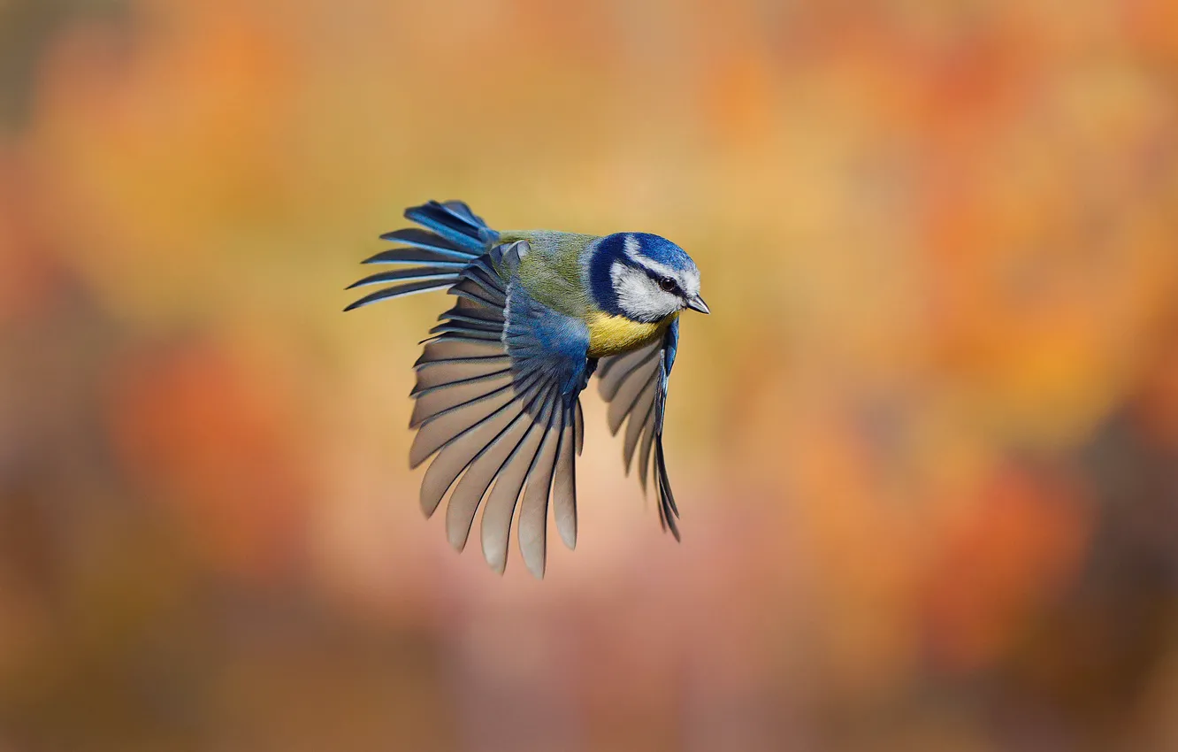 Фото обои фон, птица, полёт, розмытость, синица