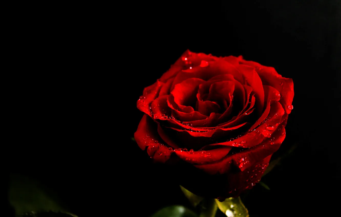 Фото обои цветок, капли, обои, роза, красная