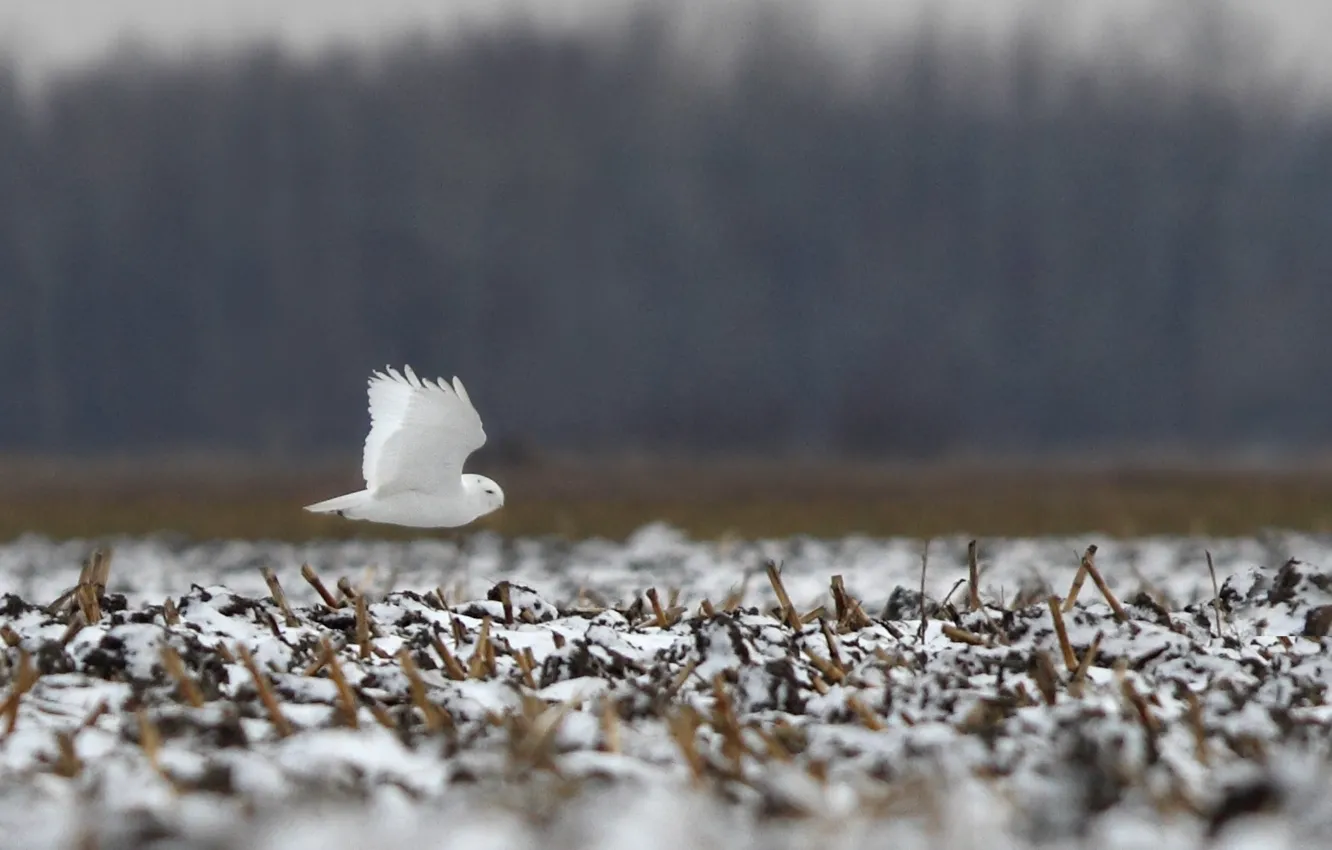 Фото обои трава, снег, полет, крыло, grass, flying, snow, боке