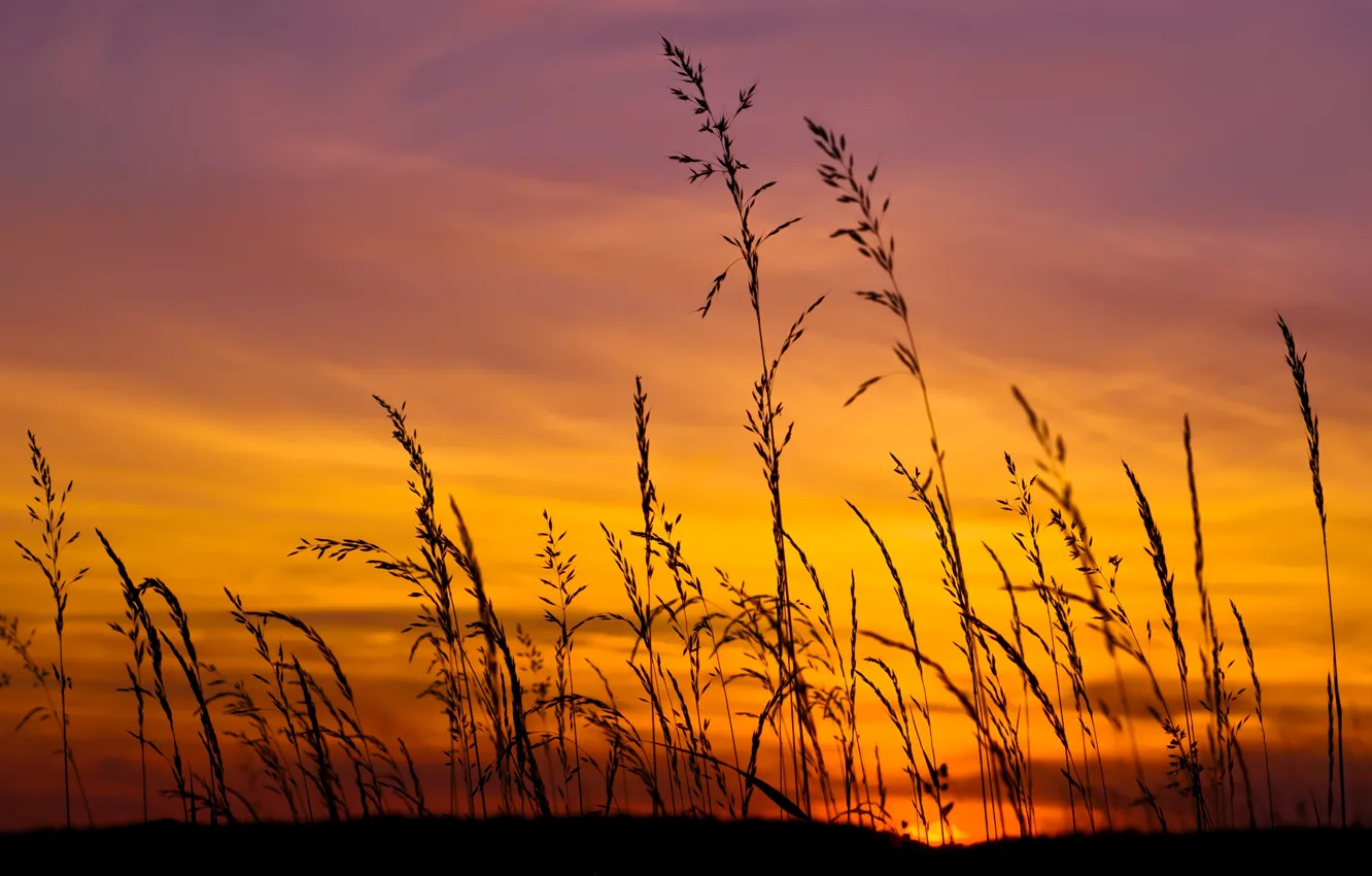 Фото обои поле, небо, трава, солнце, закат, жёлтый, сиреневый