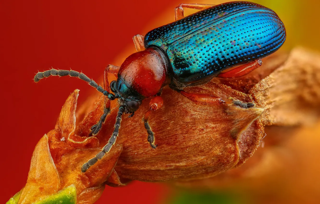Фото обои макро, синий, красный, фон, растение, жук, блестящий, наскомое