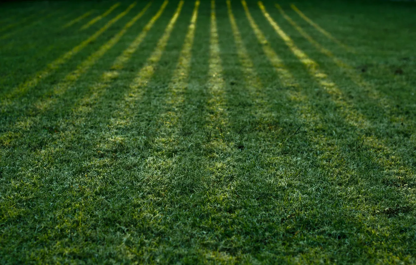 Фото обои трава, макро, свет, природа, тень, тени, зелёный, green wallpapers