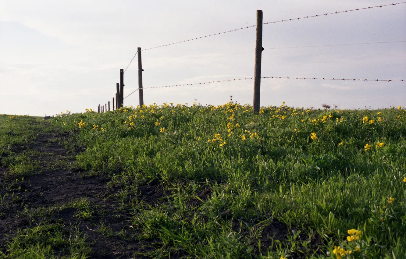Фото обои поле, небо, трава, цветы, забор, сельская местность