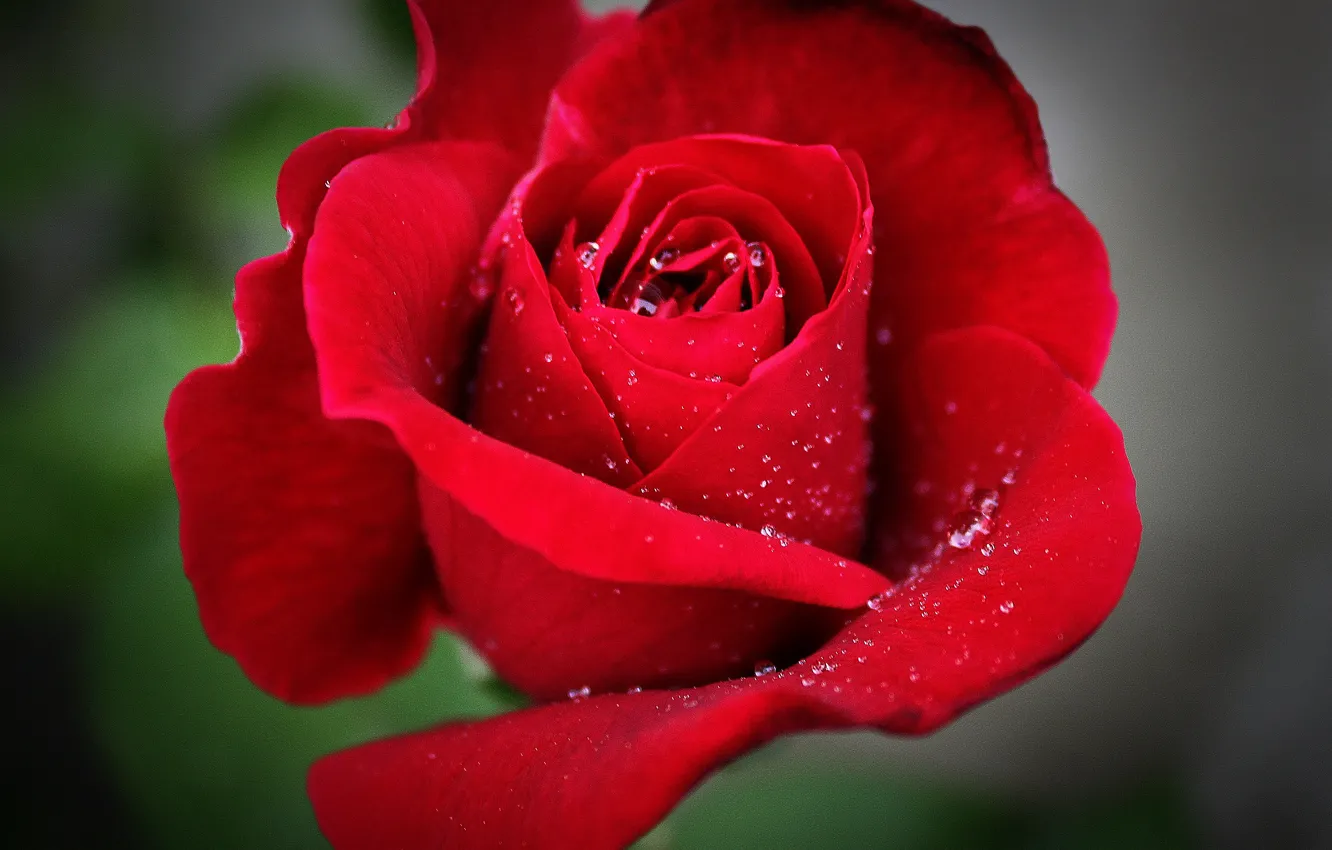Фото обои цветок, капли, макро, роза, красная, Flower, red rose, macro