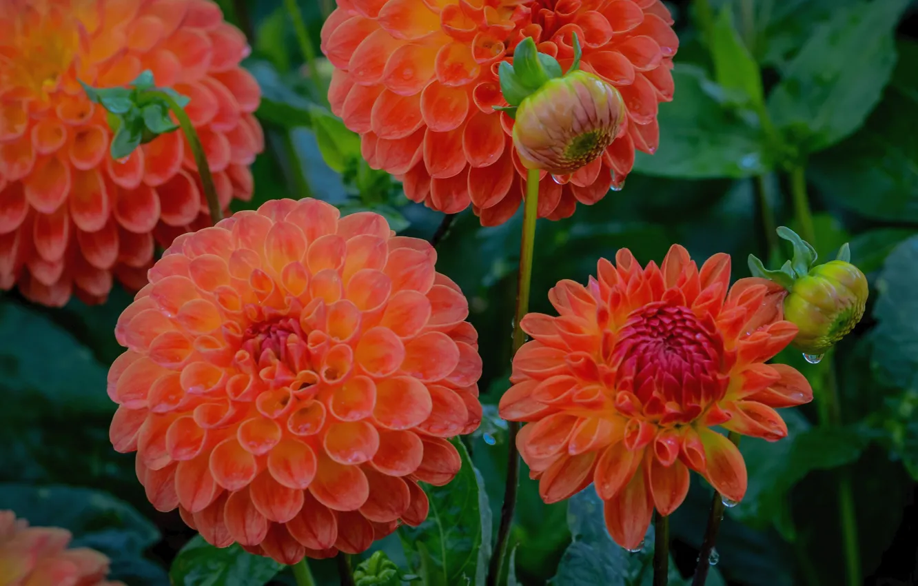 Фото обои цветы, оранжевый, цветение, георгины
