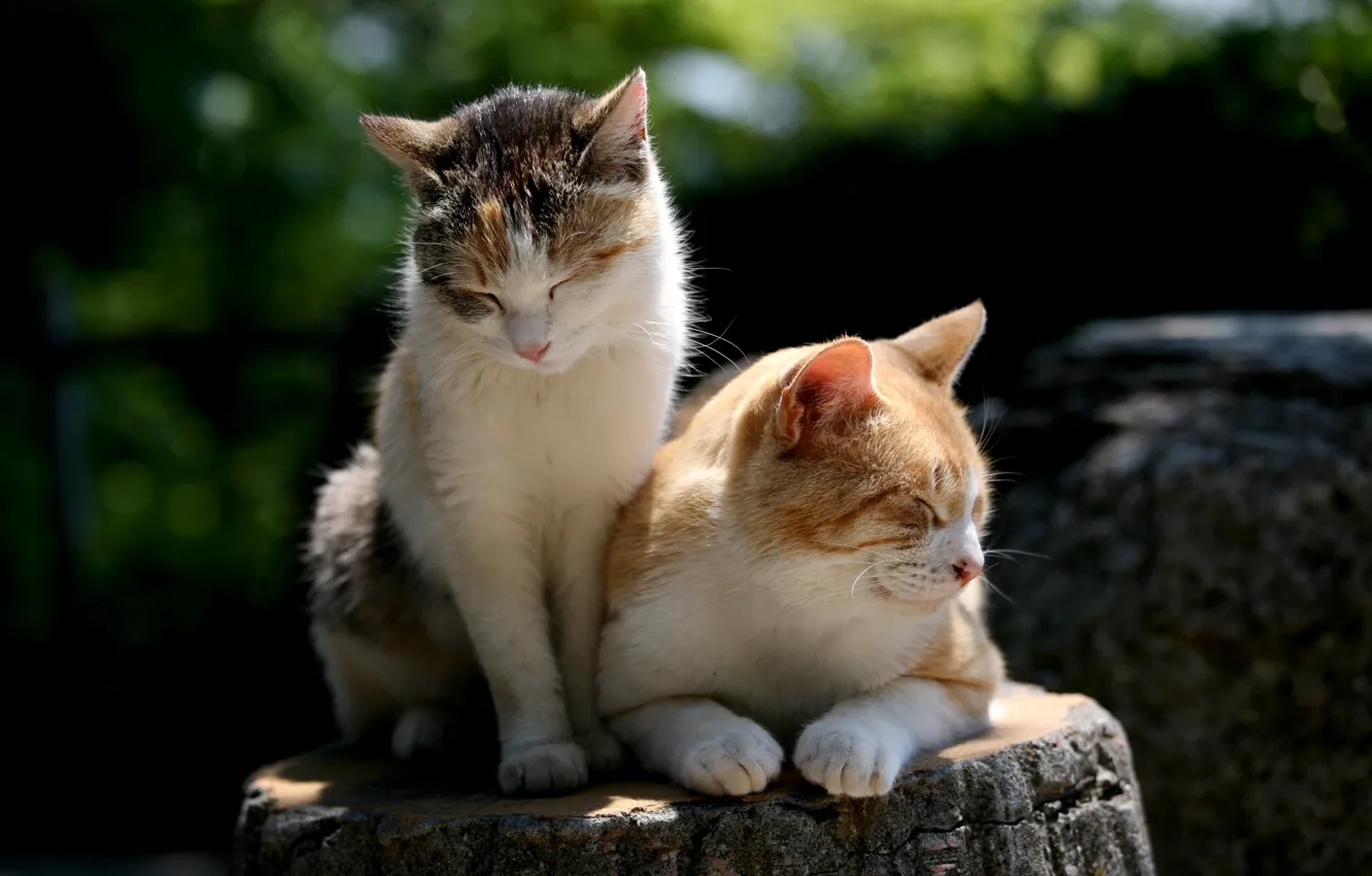 Фото обои природа, шерсть, Коты